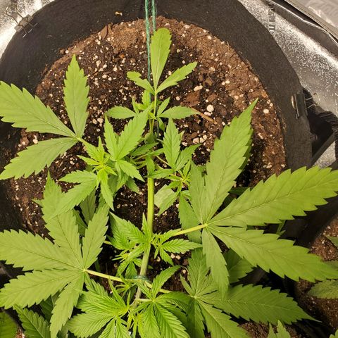 Critical Kush Auto growlog timeline photo