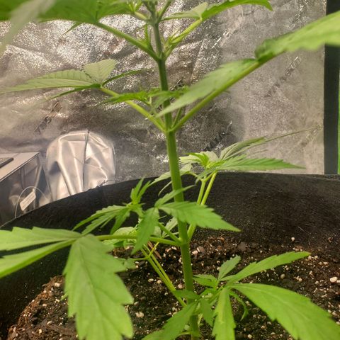 Critical Kush Auto growlog timeline photo