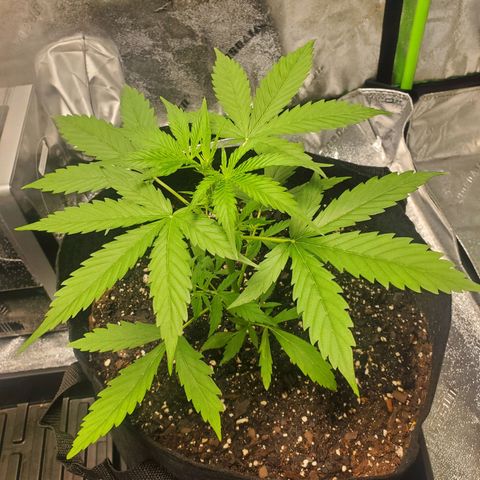Critical Kush Auto growlog timeline photo