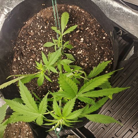 Critical Kush Auto growlog timeline photo