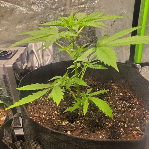 Critical Kush Auto growlog timeline photo