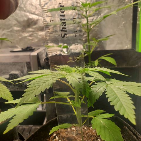 Critical Kush Auto growlog timeline photo