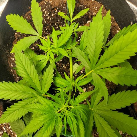 Critical Kush Auto growlog timeline photo