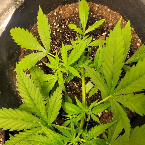 Critical Kush Auto growlog timeline photo