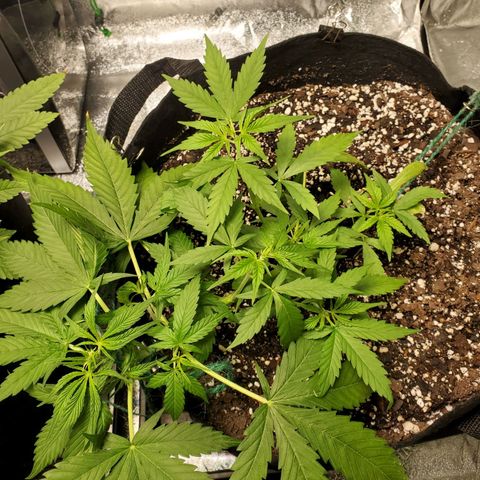 Critical Kush Auto growlog timeline photo