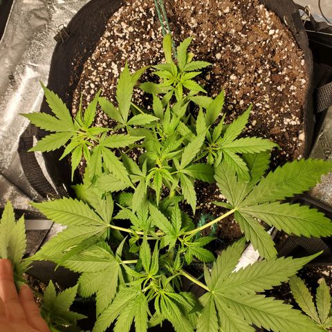 Critical Kush Auto growlog timeline photo