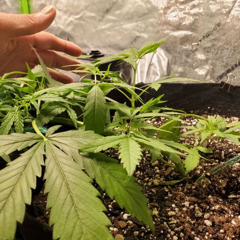 Critical Kush Auto growlog timeline photo