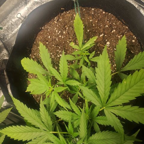 Critical Kush Auto growlog timeline photo