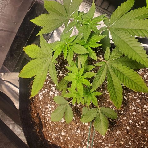 Critical Kush Auto growlog timeline photo