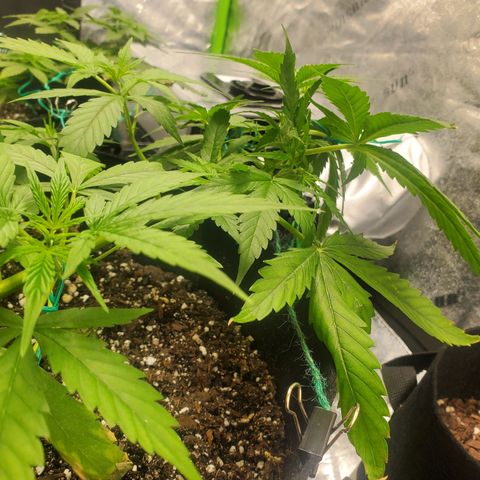 Critical Kush Auto growlog timeline photo