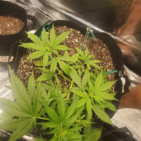 Critical Kush Auto growlog timeline photo