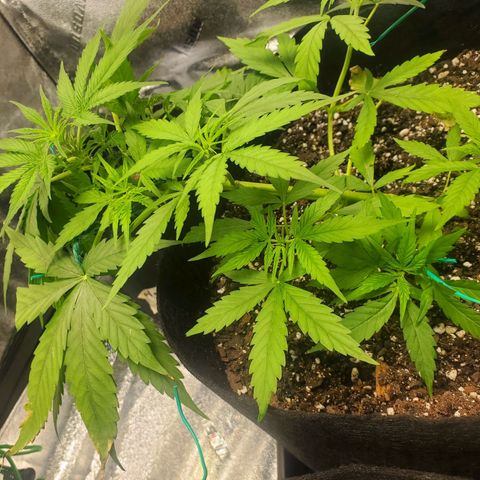 Critical Kush Auto growlog timeline photo