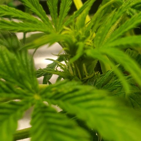 Critical Kush Auto growlog timeline photo