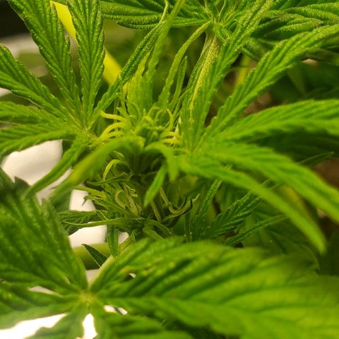 Critical Kush Auto growlog timeline photo