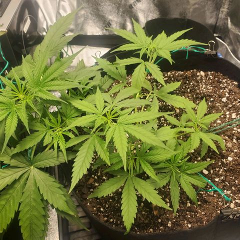 Critical Kush Auto growlog timeline photo