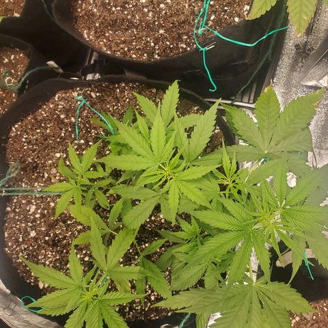 Critical Kush Auto growlog timeline photo