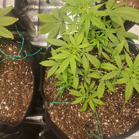 Critical Kush Auto growlog timeline photo