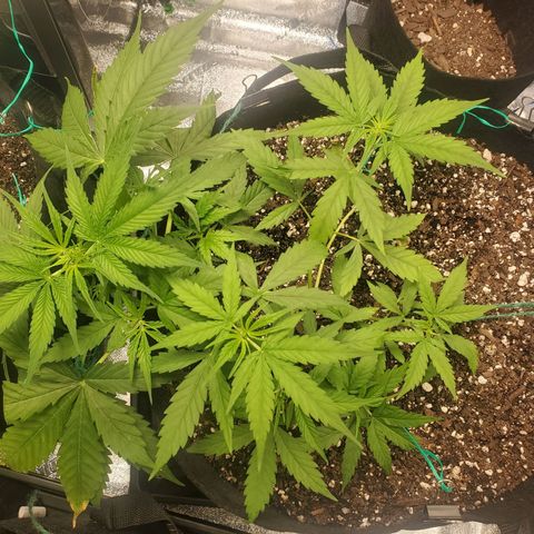 Critical Kush Auto growlog timeline photo