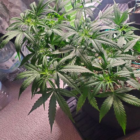 Critical Kush Auto growlog timeline photo