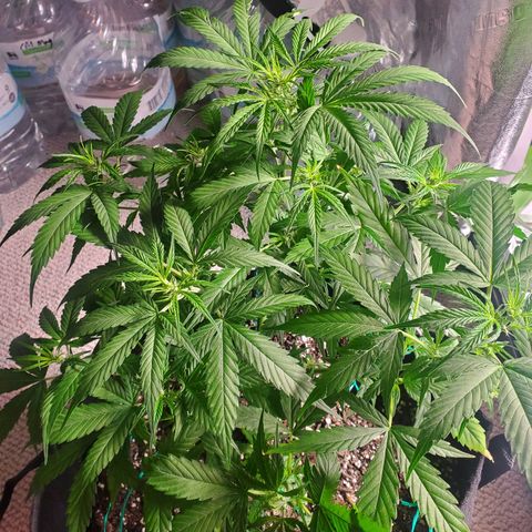 Critical Kush Auto growlog timeline photo