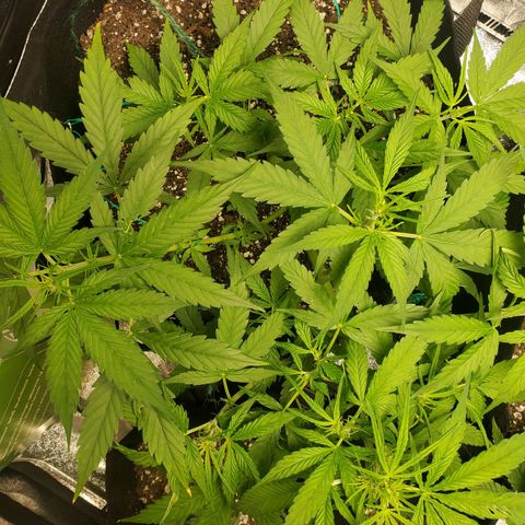 Critical Kush Auto growlog timeline photo