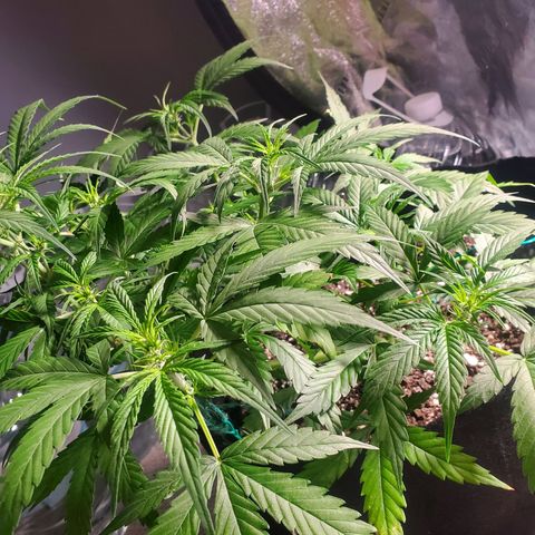 Critical Kush Auto growlog timeline photo