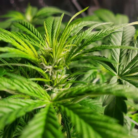 Critical Kush Auto growlog timeline photo