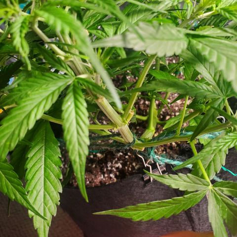 Critical Kush Auto growlog timeline photo