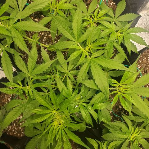 Critical Kush Auto growlog timeline photo