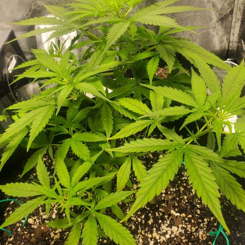 Critical Kush Auto growlog timeline photo