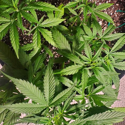 Critical Kush Auto growlog timeline photo