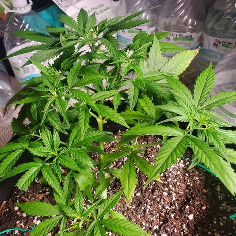 Critical Kush Auto growlog timeline photo