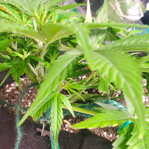 Critical Kush Auto growlog timeline photo