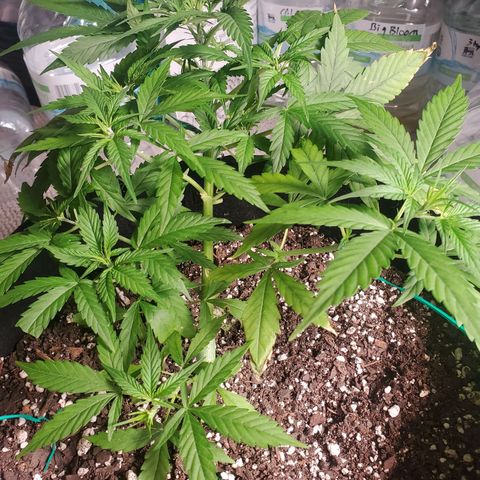 Critical Kush Auto growlog timeline photo