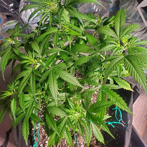 Critical Kush Auto growlog timeline photo