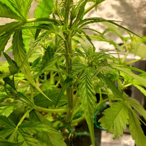 Critical Kush Auto growlog timeline photo