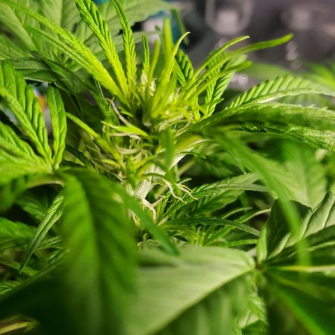 Critical Kush Auto growlog timeline photo