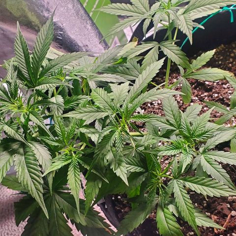 Critical Kush Auto growlog timeline photo