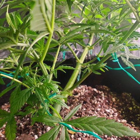 Critical Kush Auto growlog timeline photo