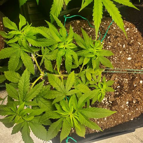 Critical Kush Auto growlog timeline photo