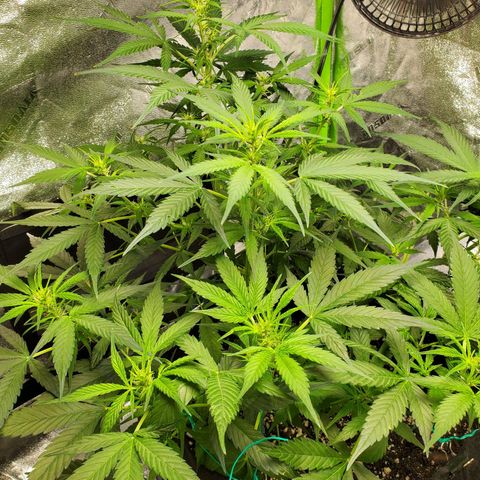 Critical Kush Auto growlog timeline photo