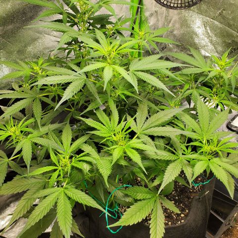 Critical Kush Auto growlog timeline photo