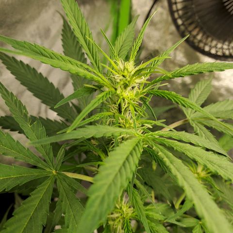 Critical Kush Auto growlog timeline photo