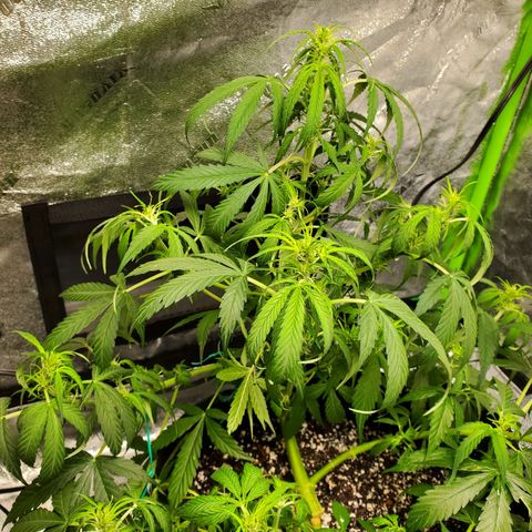 Critical Kush Auto growlog timeline photo
