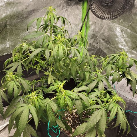 Critical Kush Auto growlog timeline photo