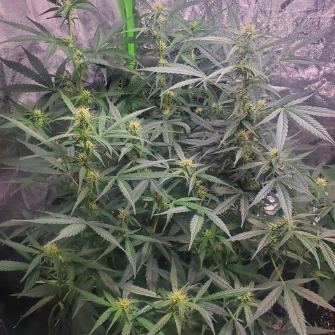 Critical Kush Auto growlog timeline photo