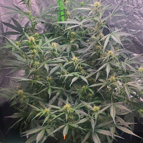 Critical Kush Auto growlog timeline photo