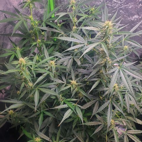 Critical Kush Auto growlog timeline photo