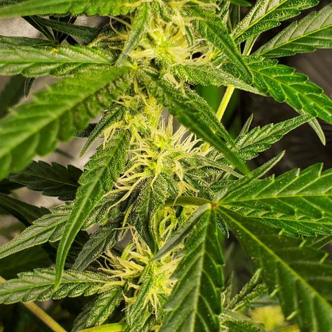Critical Kush Auto growlog timeline photo