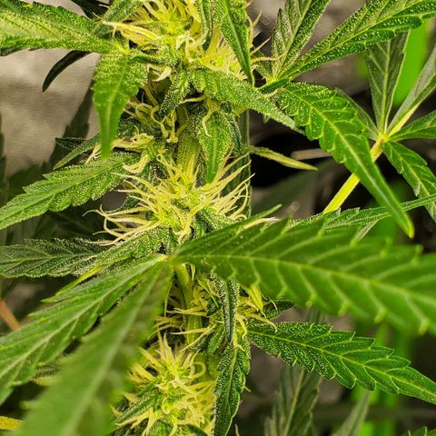 Critical Kush Auto growlog timeline photo